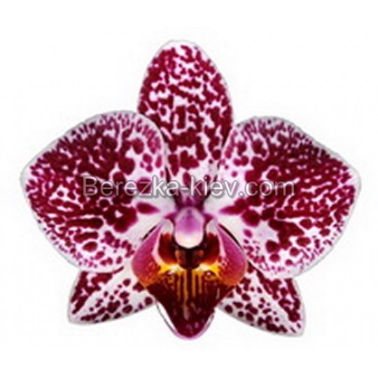 Орхидея 1 ветка (Cadiz)